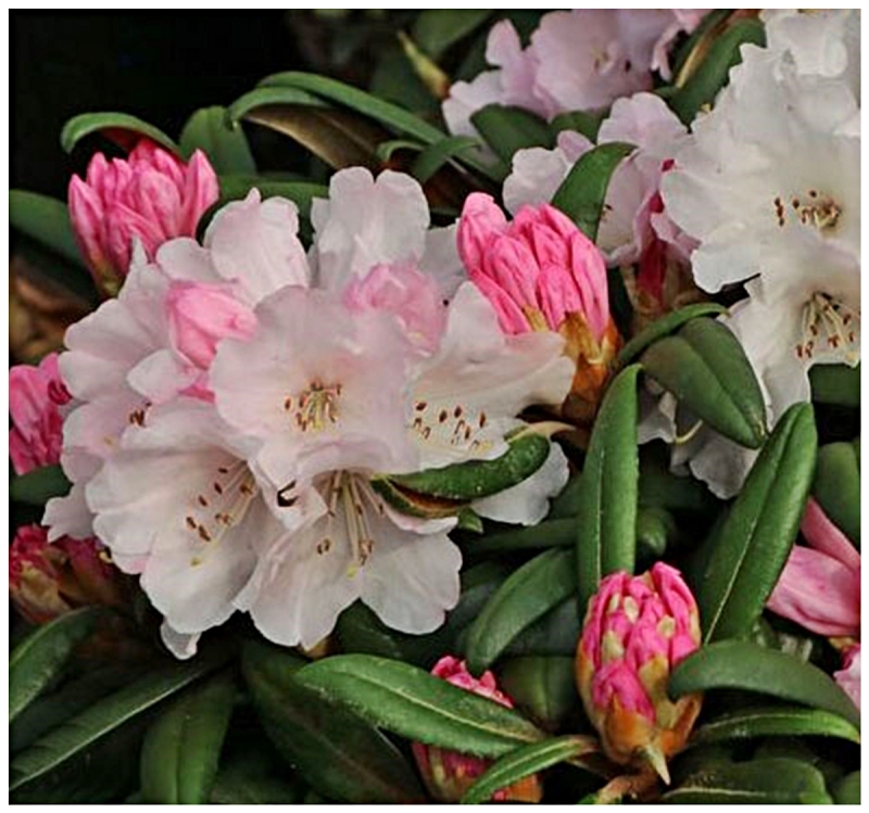 Jetzt blüht der Rhododendron wieder
