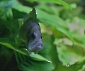 Fische