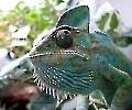 Reptilien