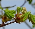 Kastanien - Blüte 
