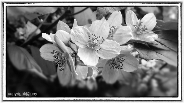 Blütenzauber in schwarz weiß