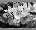 Blütenzauber in schwarz weiß