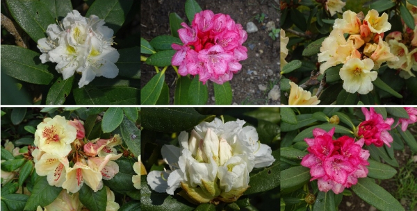 Rhododendron-Mosaik