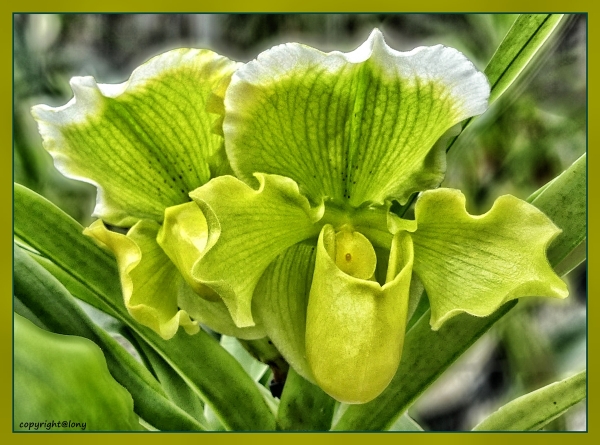 Orchidee - Frauenschuh