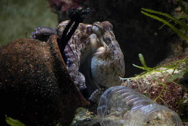 Dieser Octopus