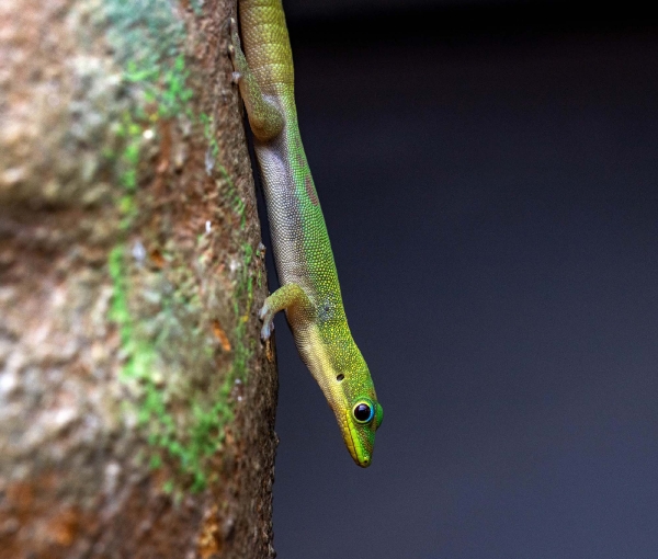 So ein Bambus Gecko ist sehr neugierig
