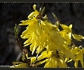 Die gelbe Pracht im Frühling
