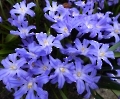 Frühjahrsblüher in blau