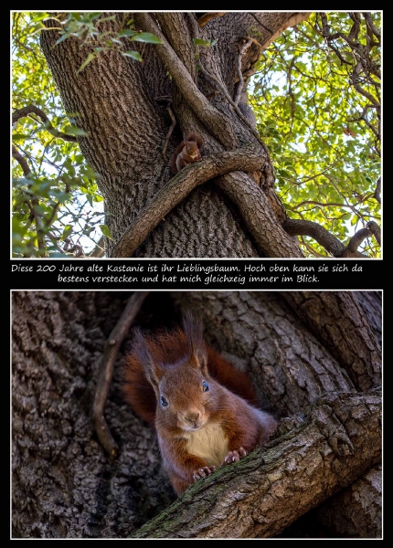 Eichhörnchenbaum