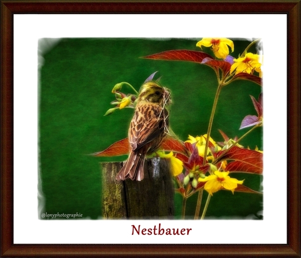 Nestbauer