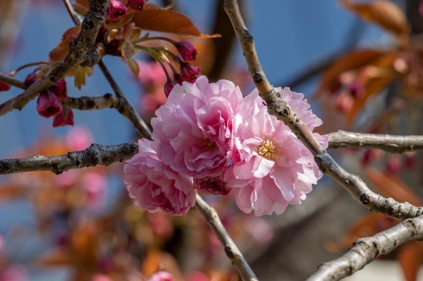 Die Mandelblüten fallen gerade ab, da erblüht direkt nebenan die japanische Zierkirsche.