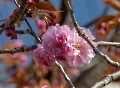 Die Mandelblüten fallen gerade ab, da erblüht direkt nebenan die japanische Zierkirsche.