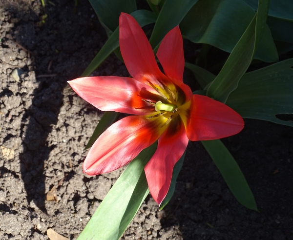 Erste Tulpe im Garten blüht