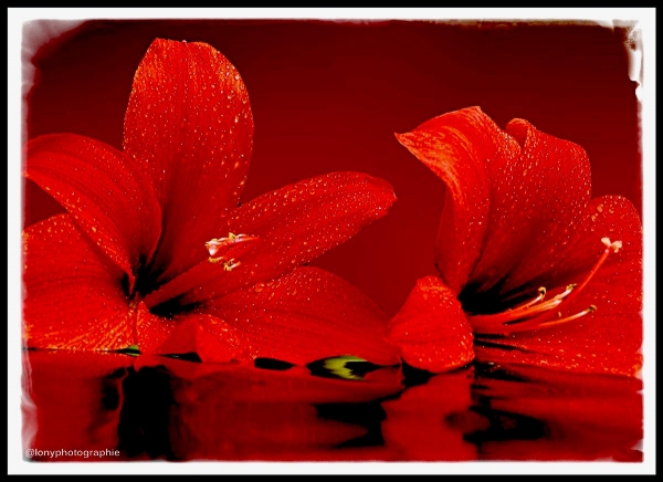 Leuchtend rote Amaryllisblüten