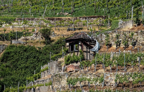 Der Traditionelle Weinanbau ist sehr mühsam und wird hier eigentlich nur noch an den Neckarhängen praktiziert.