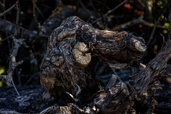Das tote Holz der Weinrebe