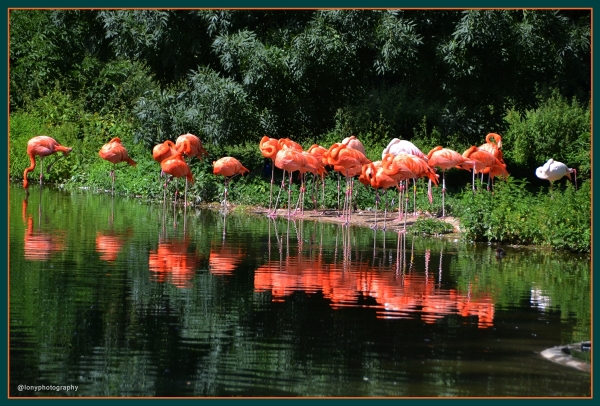 Siesta bei Familie Flamingo im 