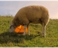 Das Eimer-Schaf...