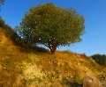 Boltenhagen Baum Steilküste