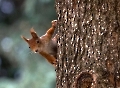 Das ist ein junger Eichhörnchenbock