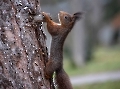 Der kleine uns sehr nervöse Eichhörnchenbock