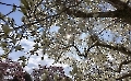 Die Magnolienblüte in der Wilhelma