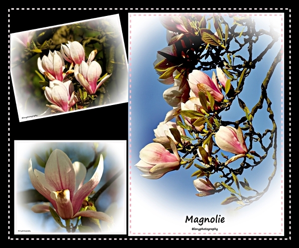 Kaum hat der Magnolienbaum seine Blütenpracht