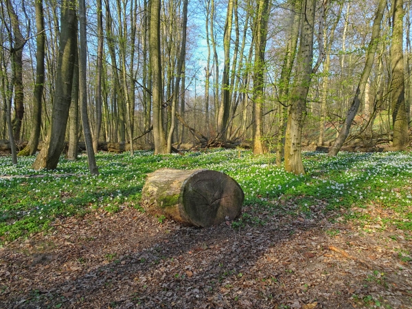Frühling im Wald Poppenbüttel