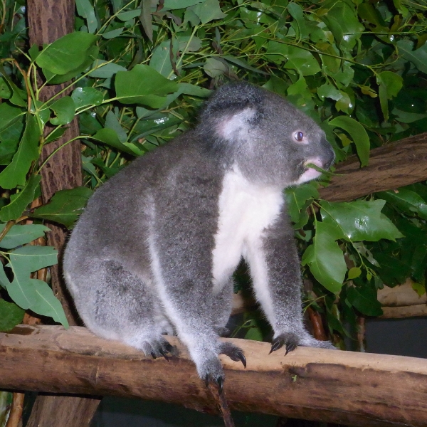 Koala in Brisbane