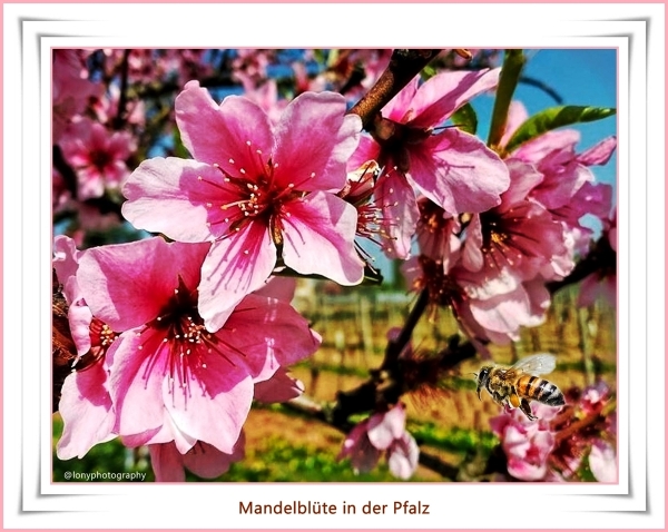 Mandelblüte Rheinland Pfalz