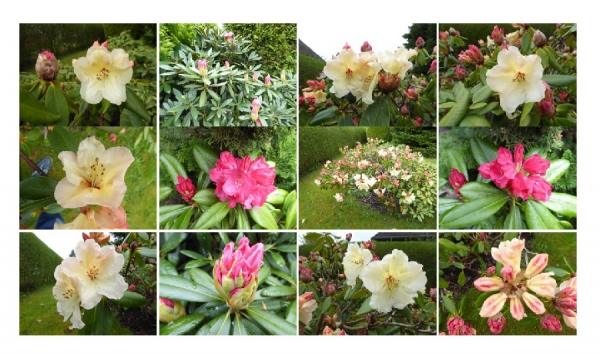 Rhododendron im Garten...