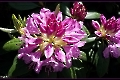 Rhododendronbusch in