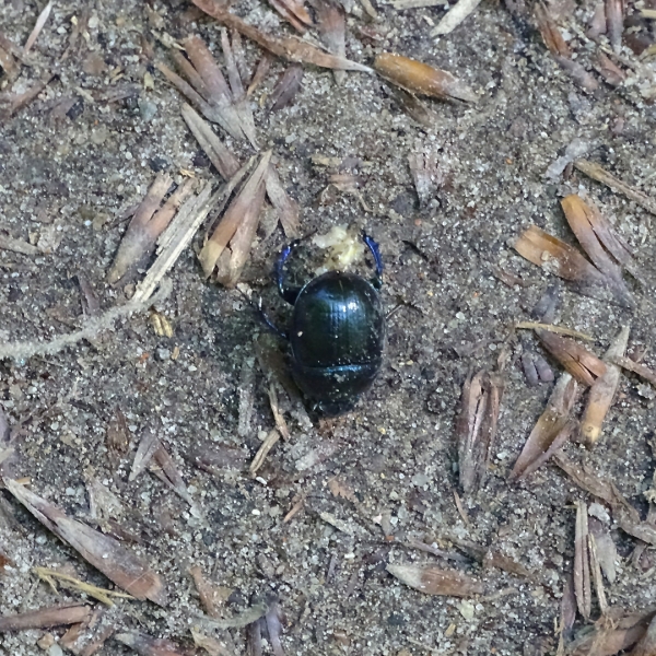 Käfer beim Waldspaziergang fotografiert,...