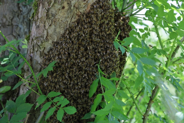 Ein Bienenschwarm 
