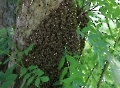 Ein Bienenschwarm 