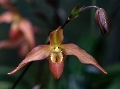 Diese Orchidee stand fast im dunkeln
