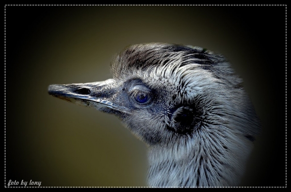 Noch einmal das Emu- Detail