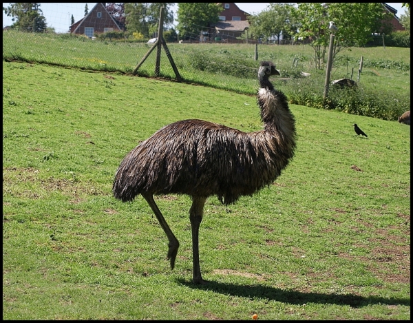 Etwas grösser wie der Emu, darum