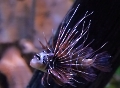 Einer der hübschesten Fische im Sea Life in Königswinter