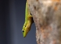 Das ist ein Bambus Gecko