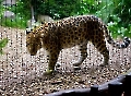Leopard auf Tuchfühlung