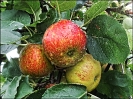Knackige Äpfel hängen jetzt zum ernten bereit