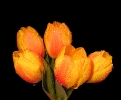 Schöne Tulpen