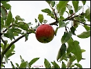 Der letzte Apfel am Baum