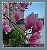 Ast - Blüte - Magnolie