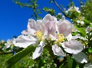 Blüte am Zweig