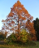 Der Baum im Herbst