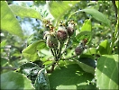 Kleine Äpfelchen am Baum
