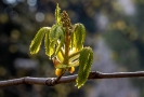 Oben bildet sich die Blüte aus und auch schon bald sehen wir die in voller Pracht