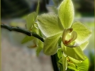 Blüten - Orchidee